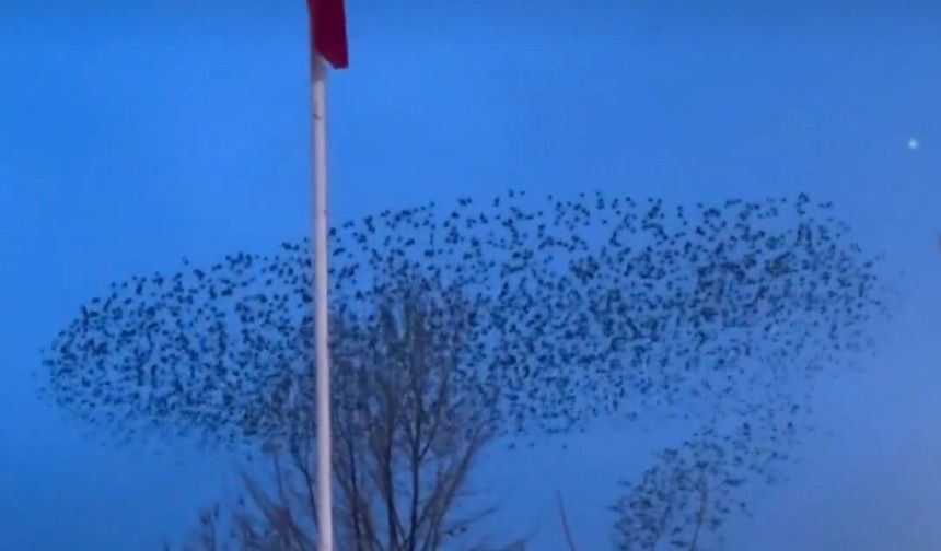 Kuşların Türk bayrağı çevresindeki mest eden dansı kamerada