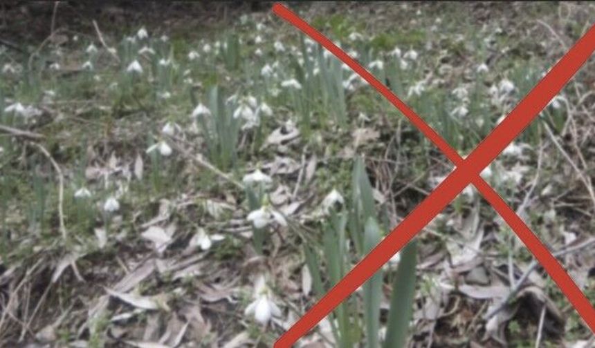 Bu çiçeği koparan pişman olacak: 4 yılda ceza tutarı 7 katına çıktı!