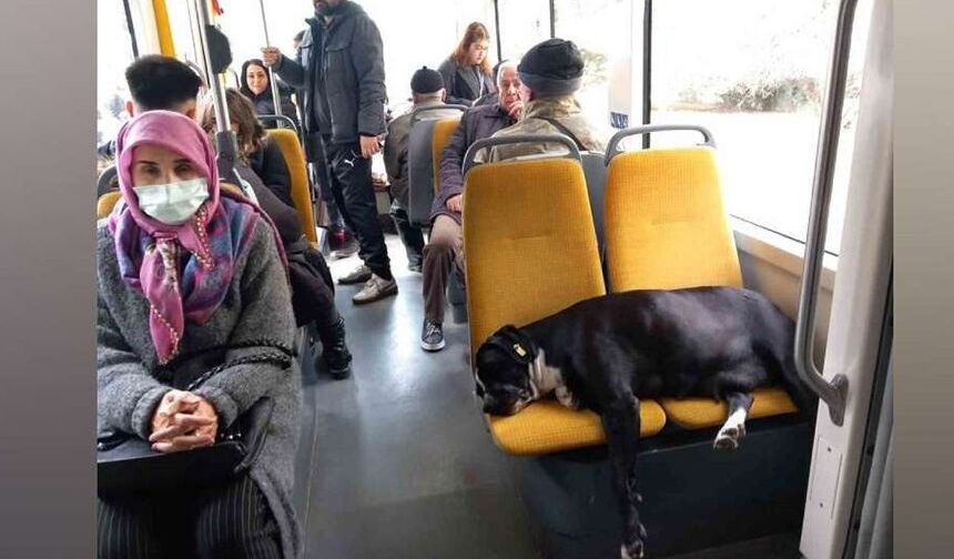 Eskişehir’de tramvayın sevimli misafiri artık koruma altında