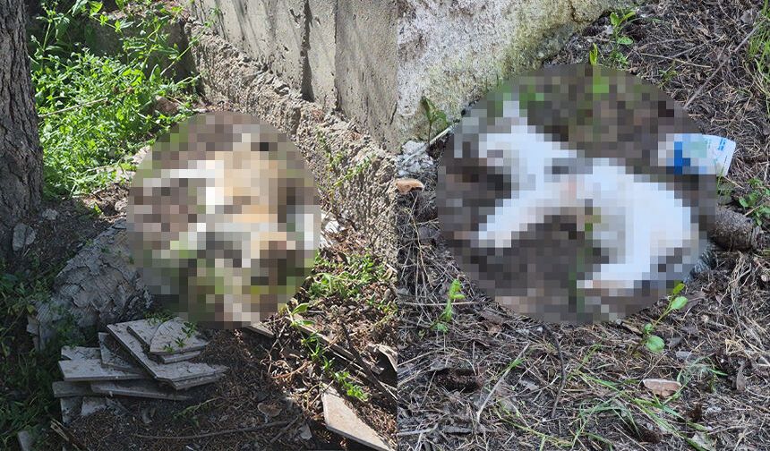 Eskişehir’in o mahallesinde katliam gibi görüntü