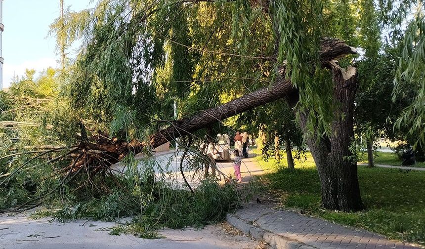 Eskişehir'de rüzgar tehlike yarattı: Ağaç şiddetine dayanamadı