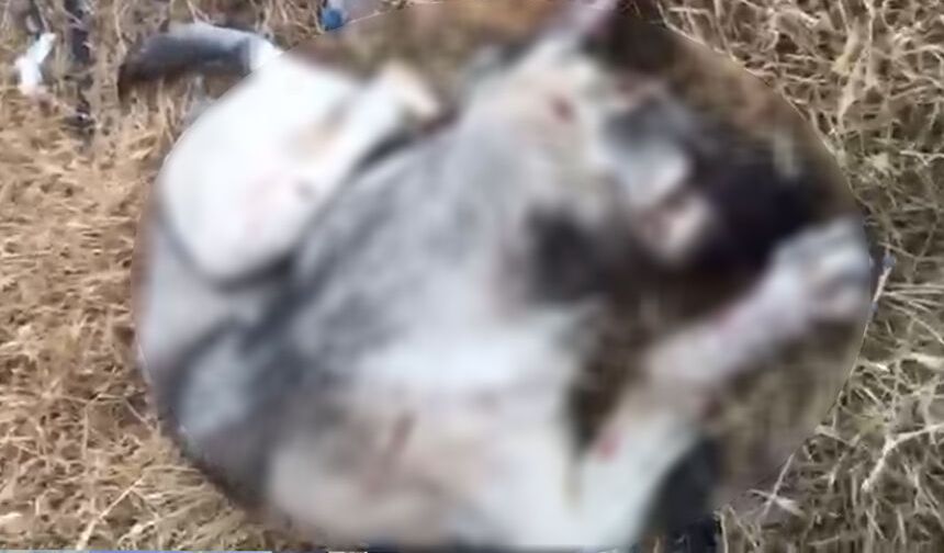 Eskişehir'de korkunç olay: Yavru köpeği silahla vurarak öldürdü