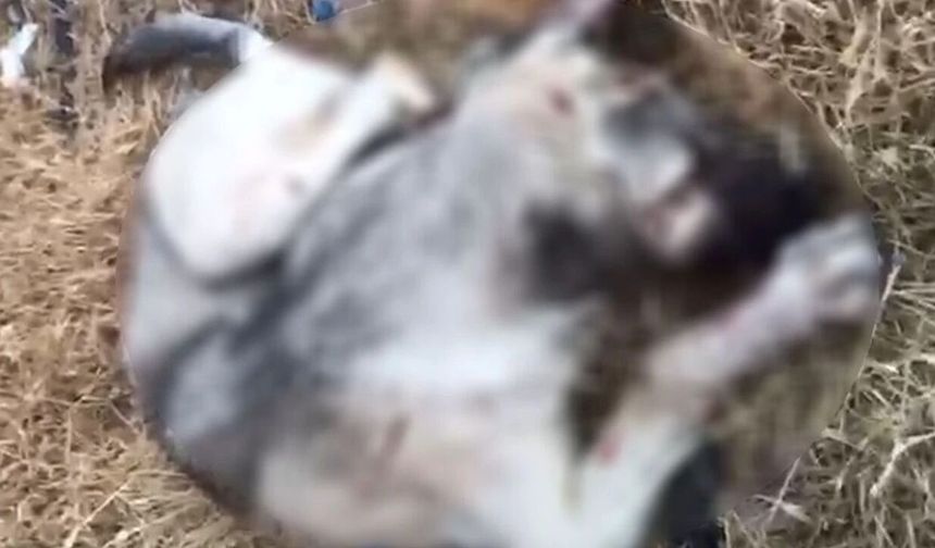 Eskişehir'deki vahşetin bedeli bu mu?