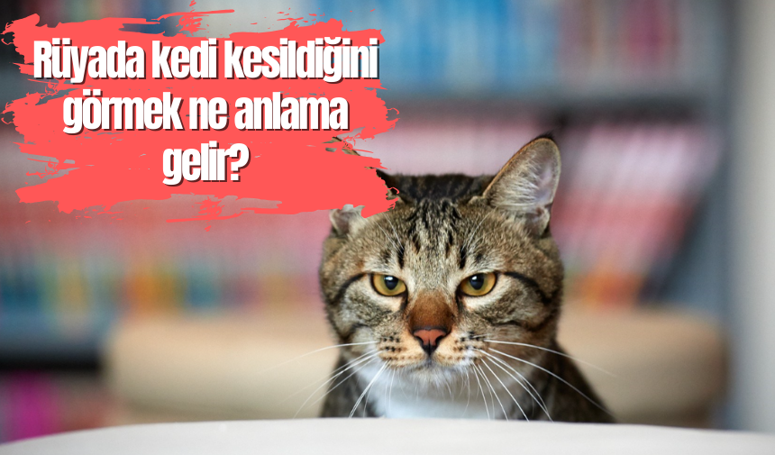 Rüyada Kedi Kesildiğini Görmek Ne Anlama Gelir? - Eskişehir Haberleri ...