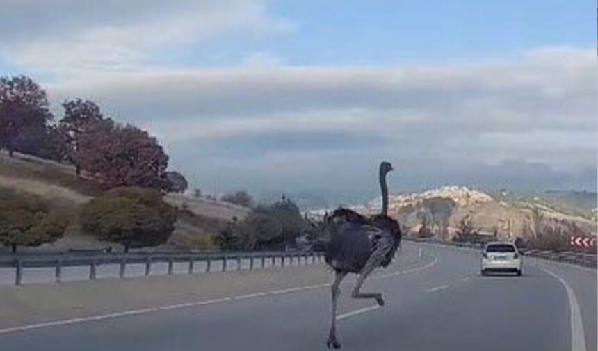 Trafikte bir bu olmamıştı: Deve kuşu...