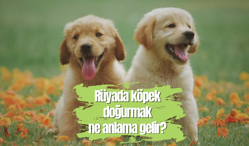 Rüyada köpek doğurmak ne anlama gelir? Eskişehir Haberleri Son Haber