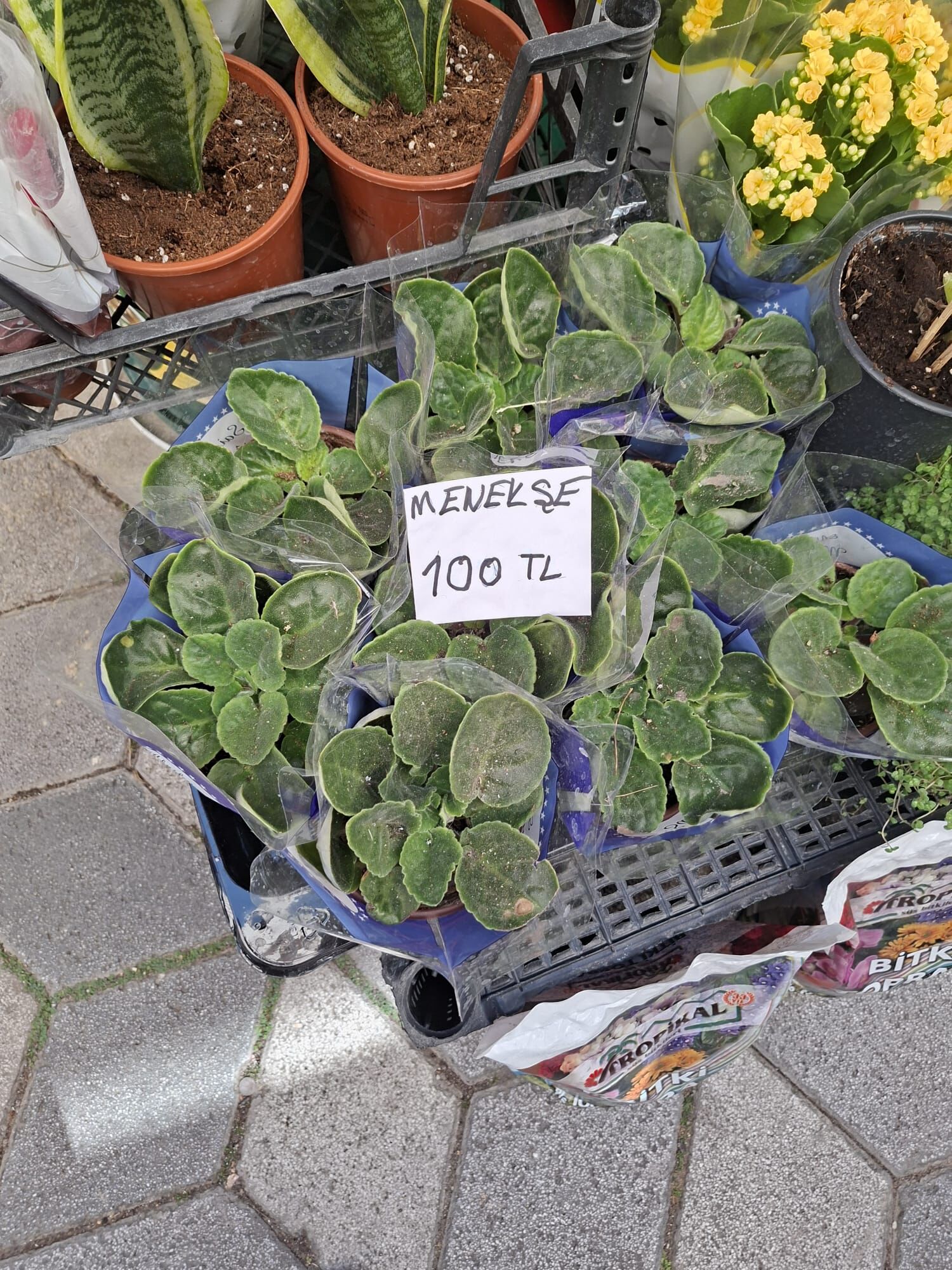Eskişehir’de menekşenin fiyatı dikkat çekti: Tanesi 100 TL